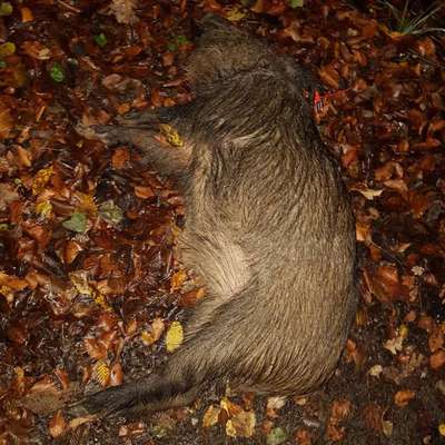 Leinenpflicht – nervige Einschränkung oder sinnvoller Schutz?-Beitrag-Bild