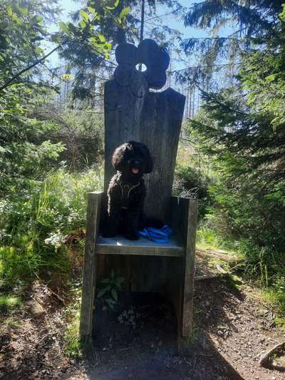 Foto -Challenge  Thema : Dein Hund Im Wald-Beitrag-Bild