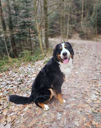 Hundetreffen-Mex sucht Spiel und Gassi Kumpel-Bild