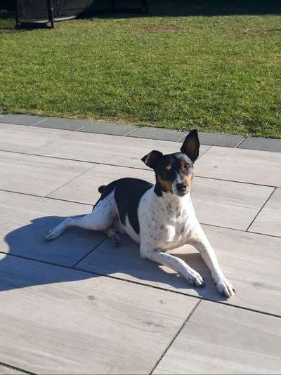 Ratonero Bodeguero Andaluz (plus Mischlinge)-Beitrag-Bild