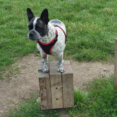 Hundetreffen-Lankwitz