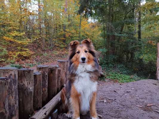 Shelties-Beitrag-Bild