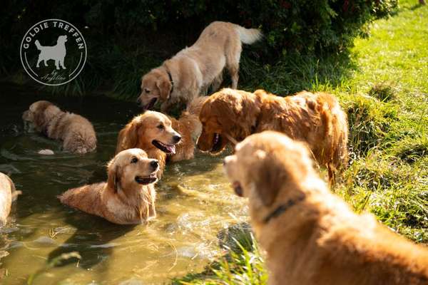 Hundetreffen-Goldie-Treffen-Bild