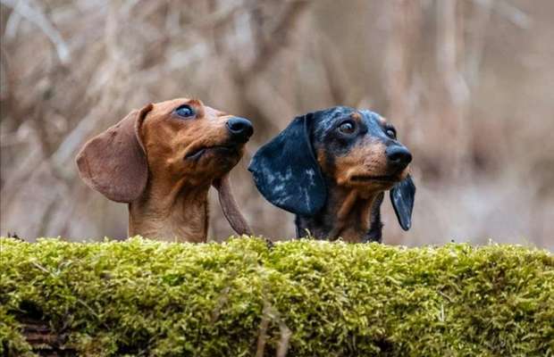 Die Dogorama Kalender Challenge Titelbild-Beitrag-Bild