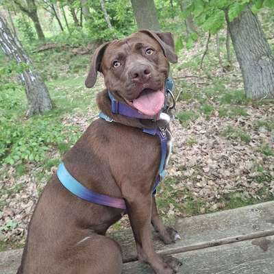 Hundeauslaufgebiet-Barhöft-Bild