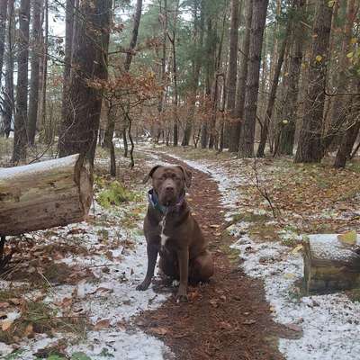 Hundeauslaufgebiet-Wendorf Wald-Bild