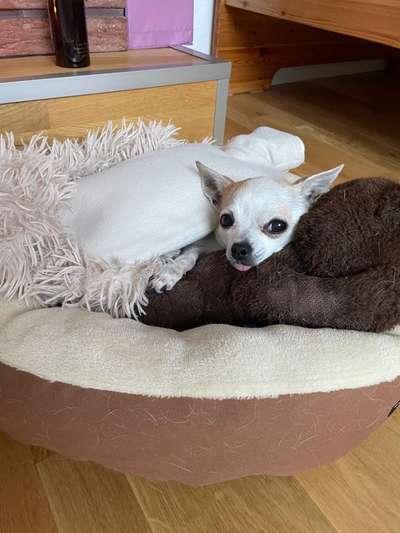 Hundesitter/ Tageshundemutter?-Beitrag-Bild