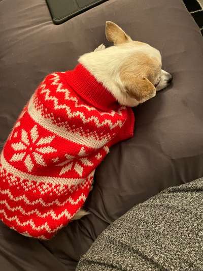 Hundesitter/ Tageshundemutter?-Beitrag-Bild