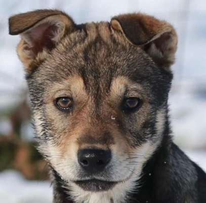 Als Welpen sind sie alle noch süßer-Beitrag-Bild