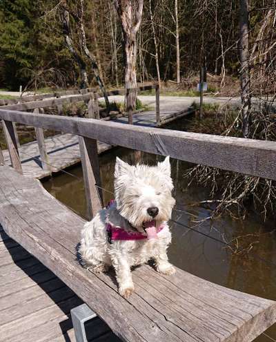 Dogorama Photo Challenge - Hundeblick zum hinschmelzen-Beitrag-Bild