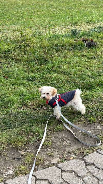 Havaneser dabei?:)-Beitrag-Bild