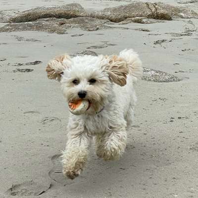 Titelbild Gruppe Havapoo