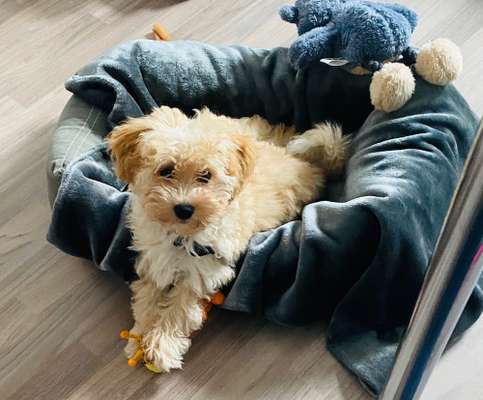 Havapoo (Havaneser Pudel mix)-Beitrag-Bild