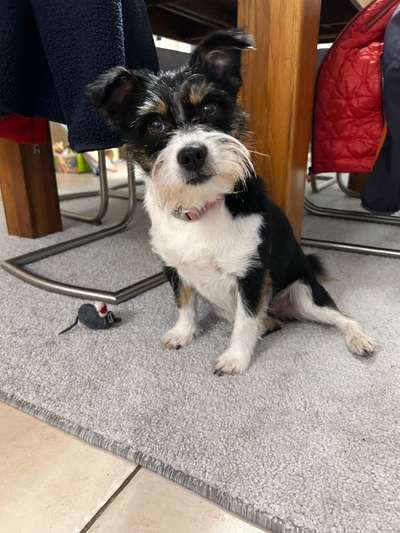 TierschutzhundeStammtisch🐕-Beitrag-Bild