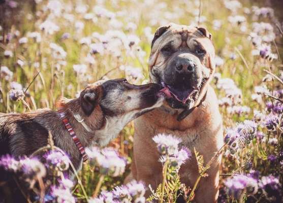 Dogorama Photo Challenge - Die besten Hundebuddys-Beitrag-Bild