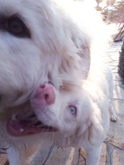 Lachen😀 eure Hunde auch so gerne😂-Beitrag-Bild