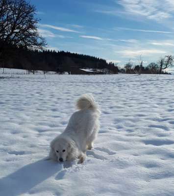 Maremmano-Beitrag-Bild