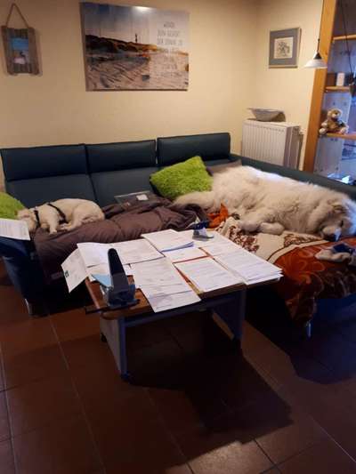 Fotochallenge 28 -Hunde im Homeoffice-Beitrag-Bild