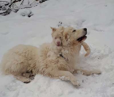 Maremmano-Beitrag-Bild