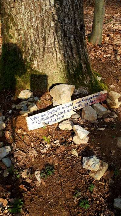 Die wunderschöne Welt mit Hund.-Beitrag-Bild