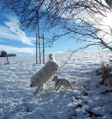 Maremmano-Beitrag-Bild