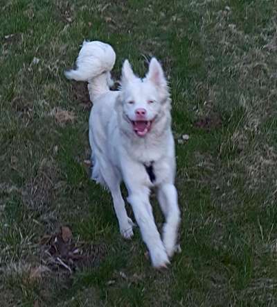 Lachen😀 eure Hunde auch so gerne😂-Beitrag-Bild