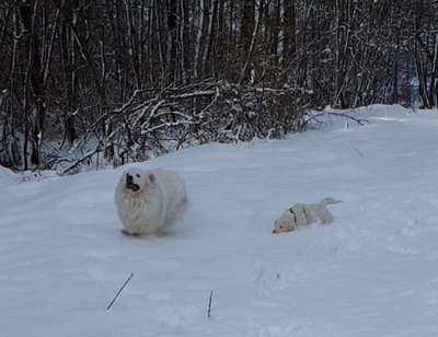 Maremmano-Beitrag-Bild