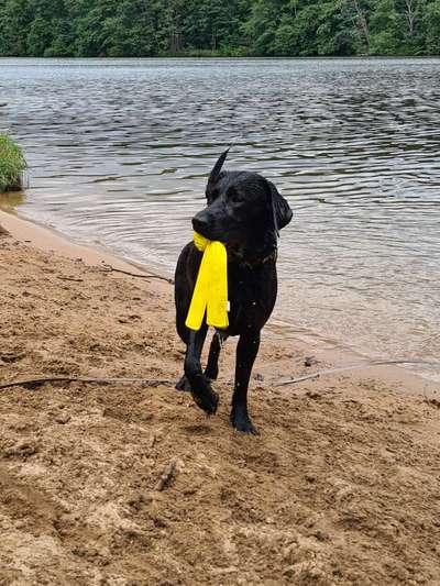 43. Fotochallenge-Zeigt mir eure Ball oder Frisbee verrueckten Hunde-Beitrag-Bild