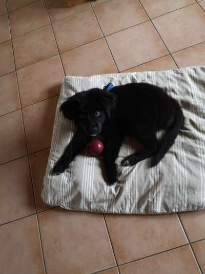 Labradorfans-Beitrag-Bild