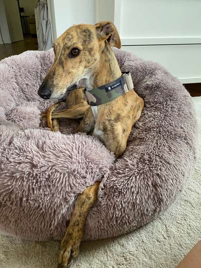 Windhunde - Treffen der besonderen Schönheiten
HERZLICH WILLKOMMEN-Beitrag-Bild