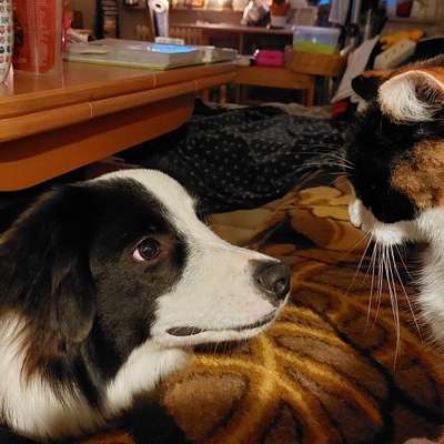 Hundetreffen-Toben in der Göhrde