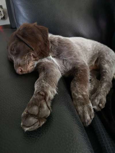 Welpen Bilder !-Beitrag-Bild