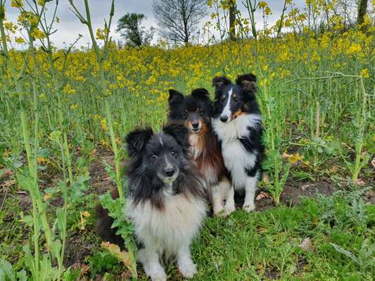 Die Dogorama Monats Challenge "Es grünt und blüht"-Beitrag-Bild