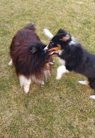 Challenge 23 : "  Euer Hund beim Frühlingserwachen "-Beitrag-Bild