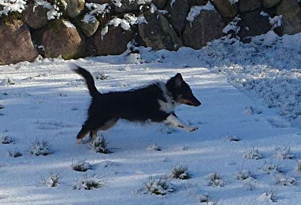 Die Dogorama Kalender Challenge Teil 2/4-Beitrag-Bild