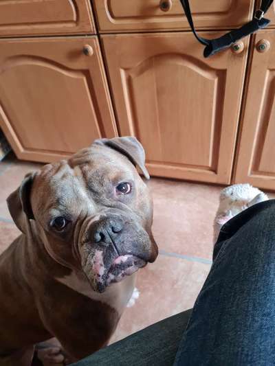 Ist es Angstknurren-Was können wir tun?-Beitrag-Bild