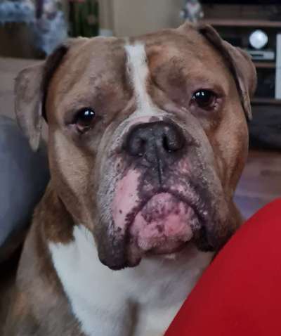 Olde English Bulldogge-Beitrag-Bild