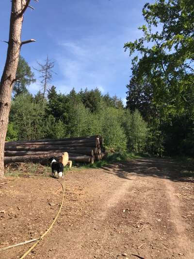 Hundeauslaufgebiet-Schloß Birlinghoven-Bild