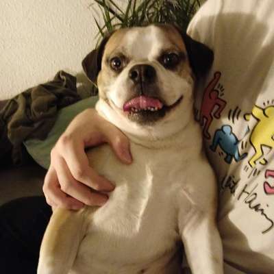 Hundetreffen-Puggle sucht Freunde-Bild