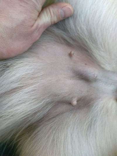 Beule am Bauch nach der Läufigkeit-Beitrag-Bild