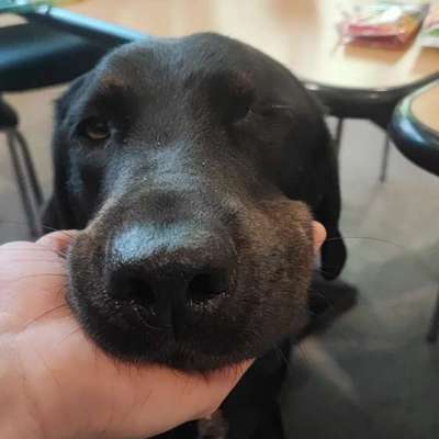 Hundetreffen-✨Stabile Hundetruppe gesucht 🐶🐶-Bild