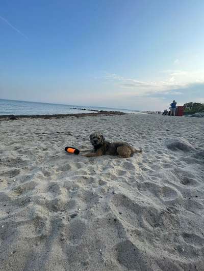 Hundeauslaufgebiet-Steilküste 23630 Sierksdorf-Bild