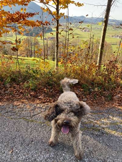 Lagotto Romagnolo Besitzer-Beitrag-Bild