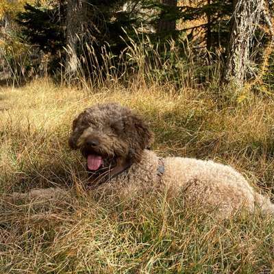 Hundetreffen-Spiel- und Trainingspartner gesucht :)