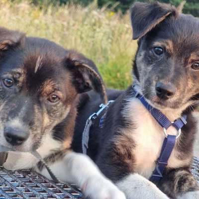 Hundetreffen-Welpentreff-Bild