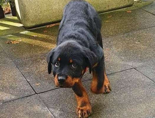 Unsicherer Junghund für immer unsicher?-Beitrag-Bild