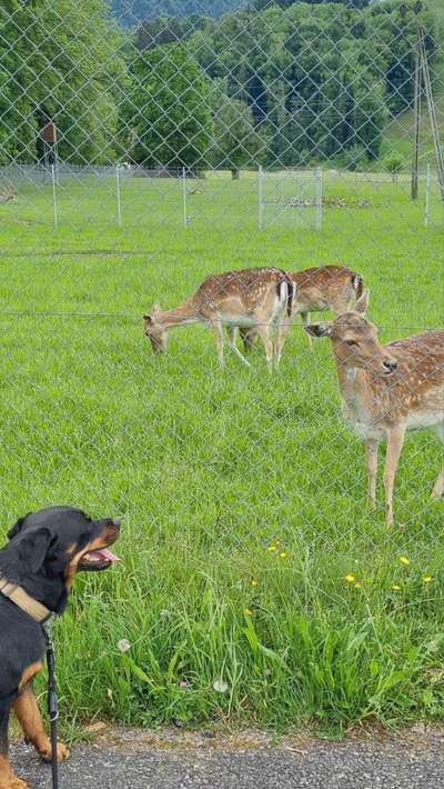 Wie kamst du zu deinem Hund?-Beitrag-Bild
