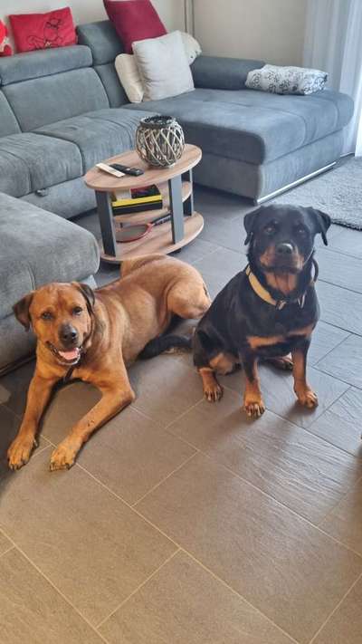 Wie trainiert ihr den Rückruf?-Beitrag-Bild