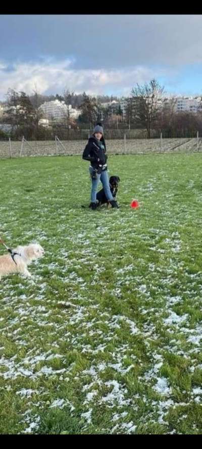 Hundeangriff, groß gegen klein-Beitrag-Bild