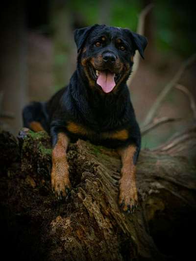 Dogorama Photo Challenge - Märchenwald-Beitrag-Bild